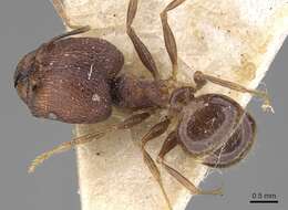 Image of Pheidole constanciae Forel 1902