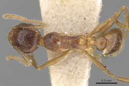 Image of Pheidole constanciae Forel 1902