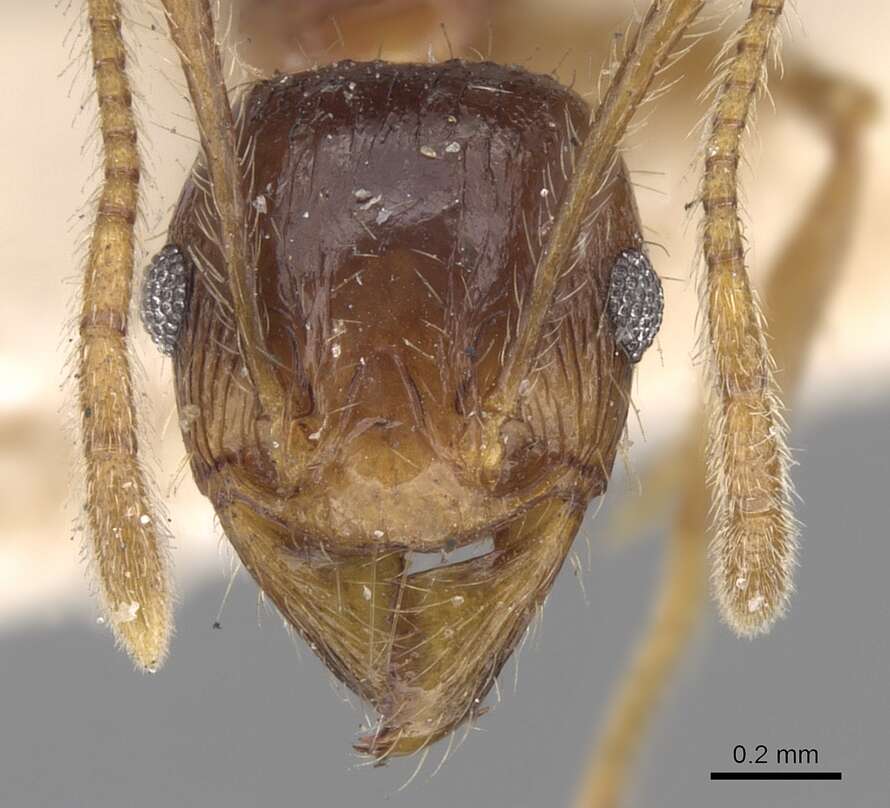 Image of Pheidole constanciae Forel 1902