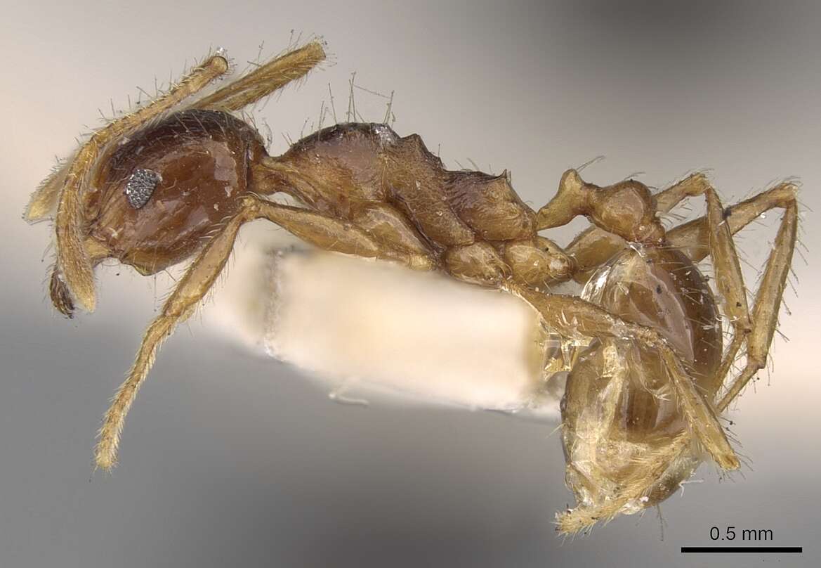 Image of Pheidole constanciae Forel 1902