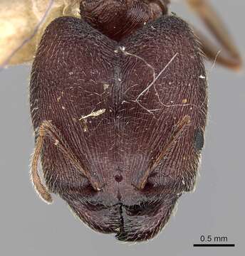 Image de Pheidole wroughtonii Forel 1902