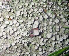 Image of cup lichen