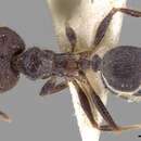 Image of Pheidole phipsoni Forel 1902