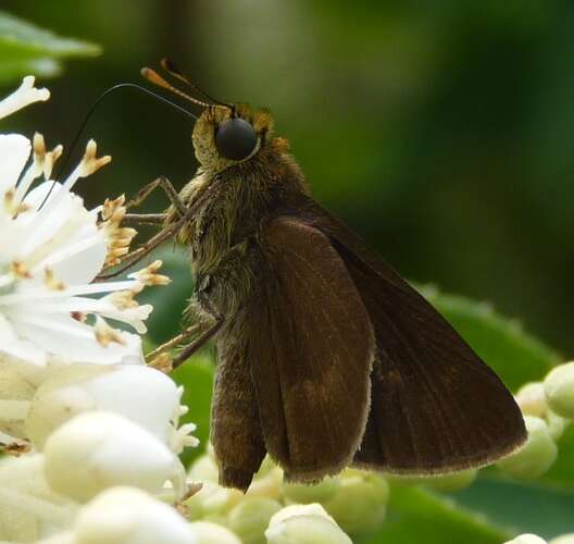 Image of Dun Sedge Skipper