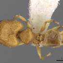 Image of <i>Pheidole clypeocornis</i>