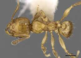 Image of <i>Pheidole clypeocornis</i>