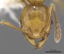 Image of <i>Pheidole clypeocornis</i>