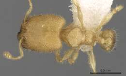 Image of Pheidole parvicorpus