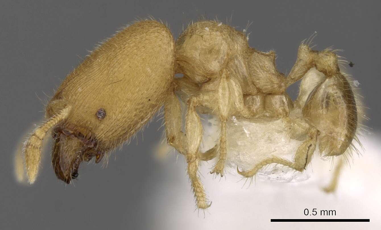 Image of Pheidole parvicorpus