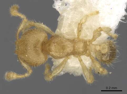 Imagem de Pheidole parvicorpus