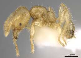 Image of Pheidole parvicorpus