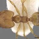 Image of Pheidole pieli Santschi 1925