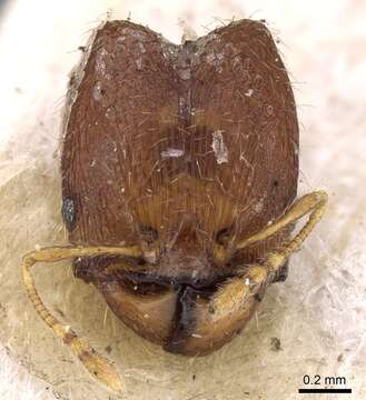 Image of Pheidole watsoni Forel 1902