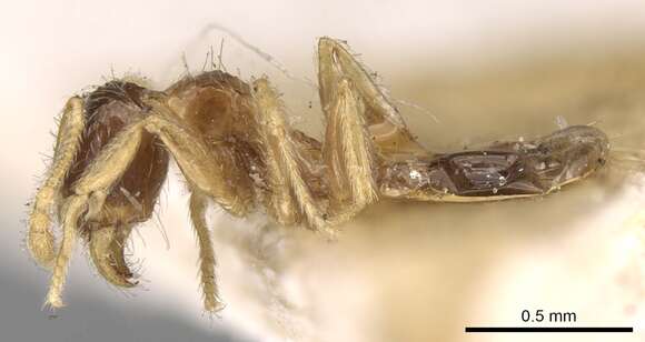 Image of Pheidole watsoni Forel 1902