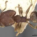 Image of Pheidole templaria Forel 1902