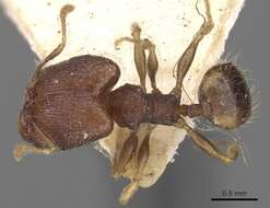 Pheidole templaria Forel 1902 resmi