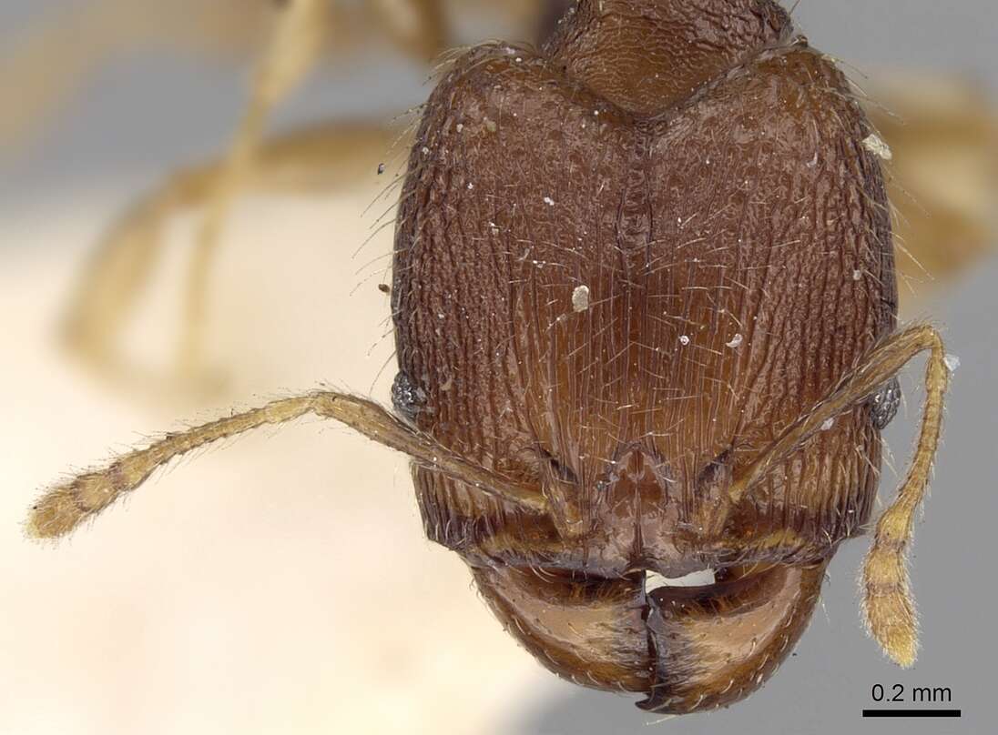 Pheidole templaria Forel 1902 resmi