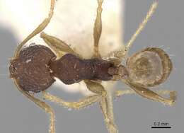 Pheidole templaria Forel 1902 resmi