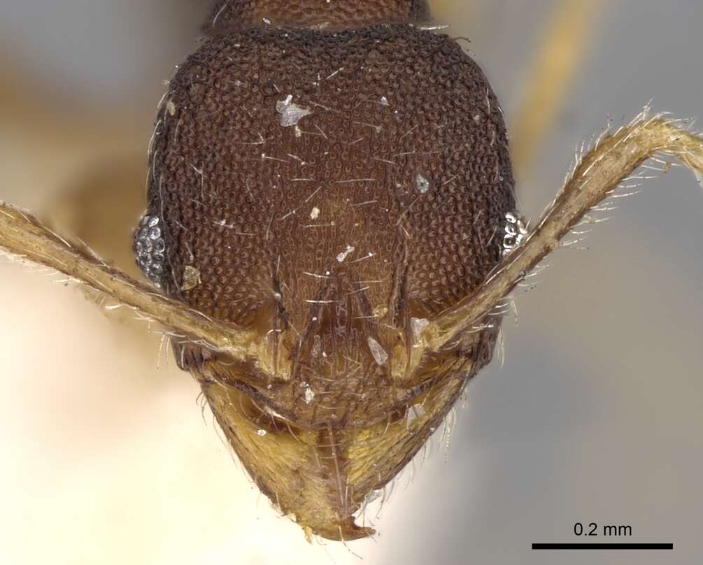 Pheidole templaria Forel 1902 resmi