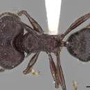 Image of Pheidole lokitae Forel 1913