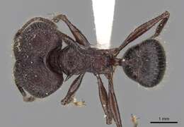 Pheidole lokitae Forel 1913 resmi