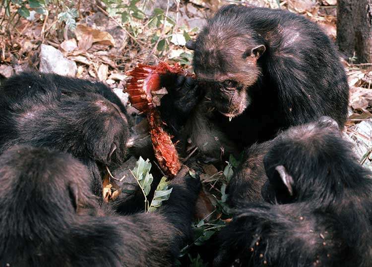 Image of Eastern Chimpanzee