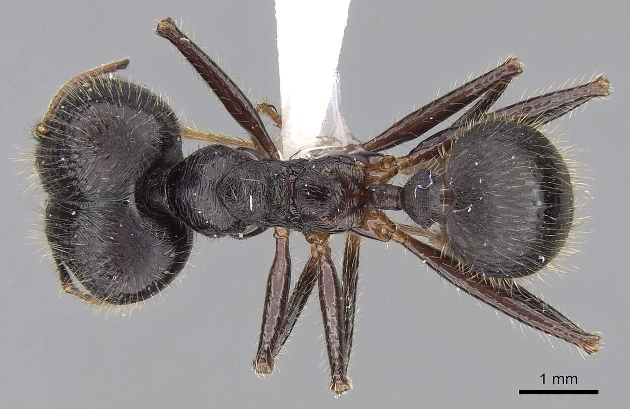 Image of Pheidole comata Smith 1858