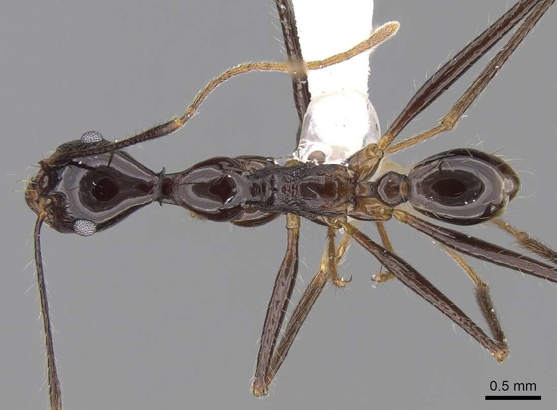 Image of Pheidole comata Smith 1858