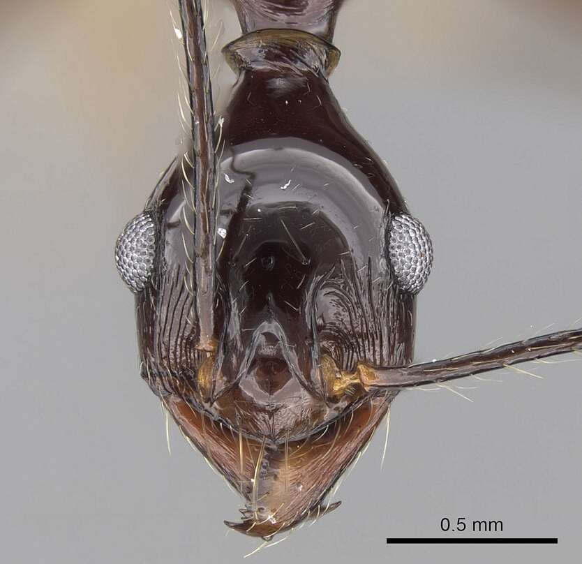 Image of Pheidole comata Smith 1858