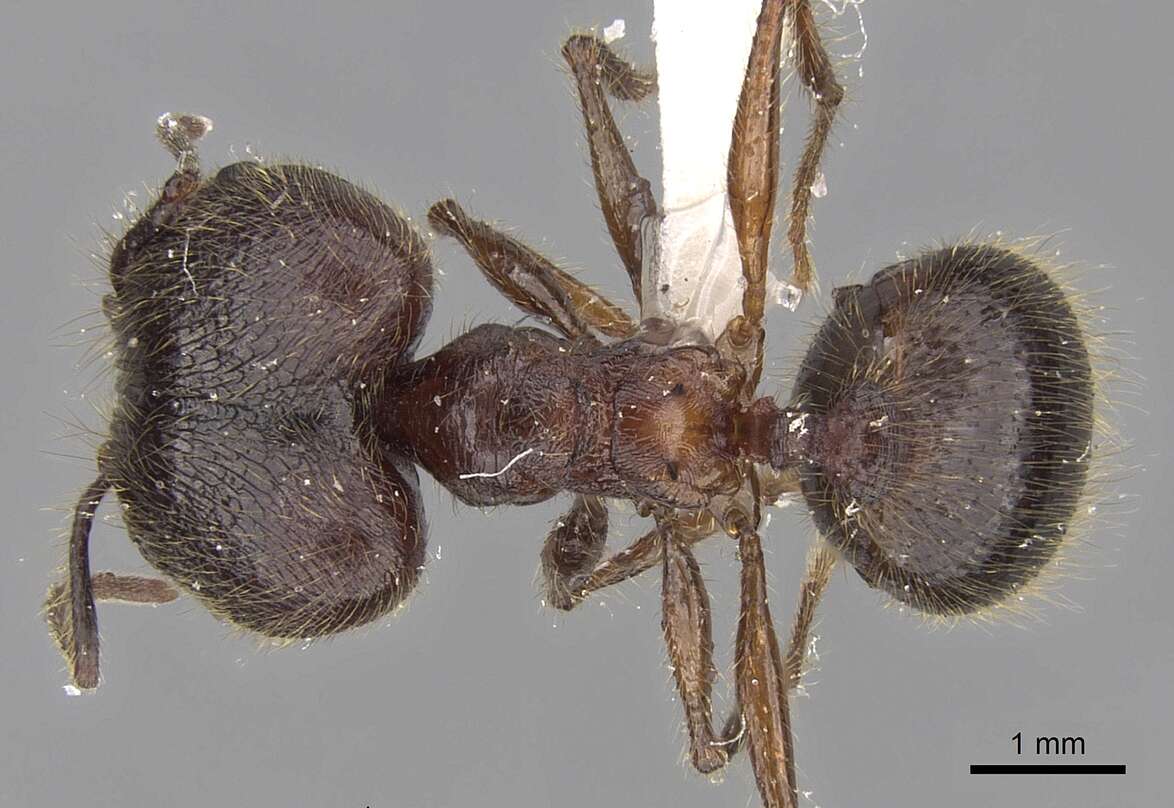 Plancia ëd Pheidole gatesi (Wheeler 1927)