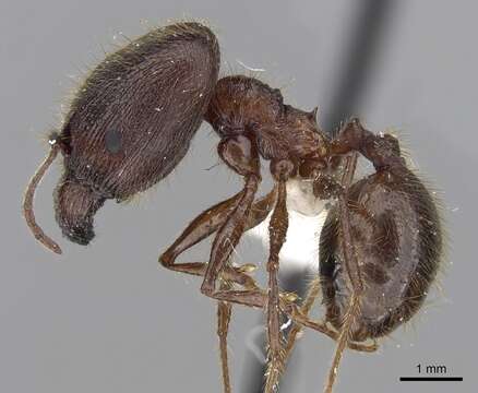 Pheidole gatesi (Wheeler 1927)的圖片