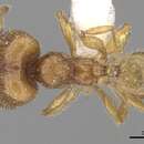 Plancia ëd <i>Pheidole sarawakana</i>