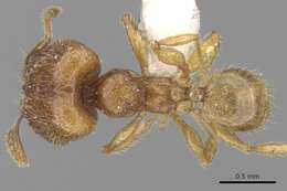 Plancia ëd <i>Pheidole sarawakana</i>