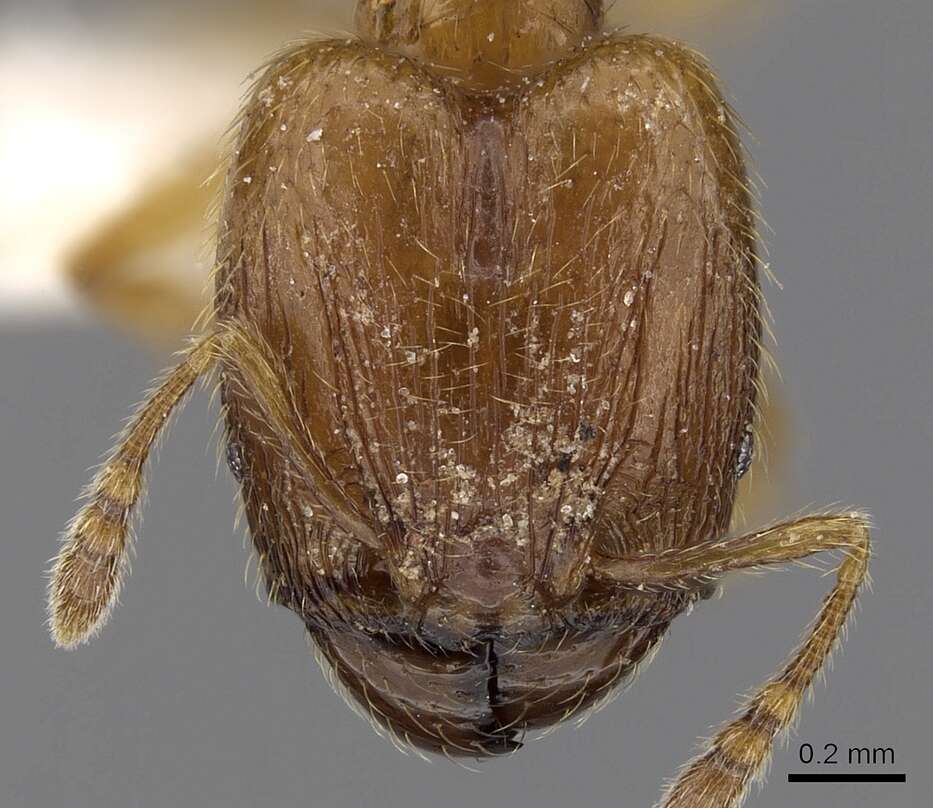 Plancia ëd <i>Pheidole sarawakana</i>