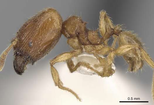 Image of <i>Pheidole sarawakana</i>