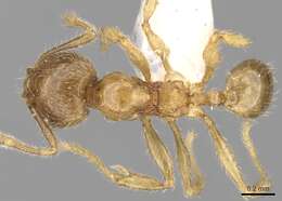 Plancia ëd <i>Pheidole sarawakana</i>