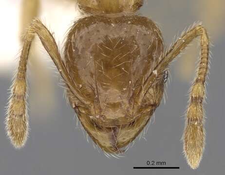 Image of <i>Pheidole sarawakana</i>