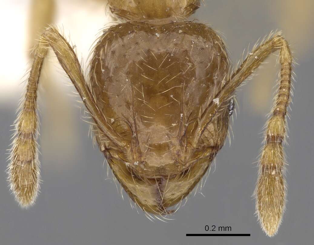 Plancia ëd <i>Pheidole sarawakana</i>