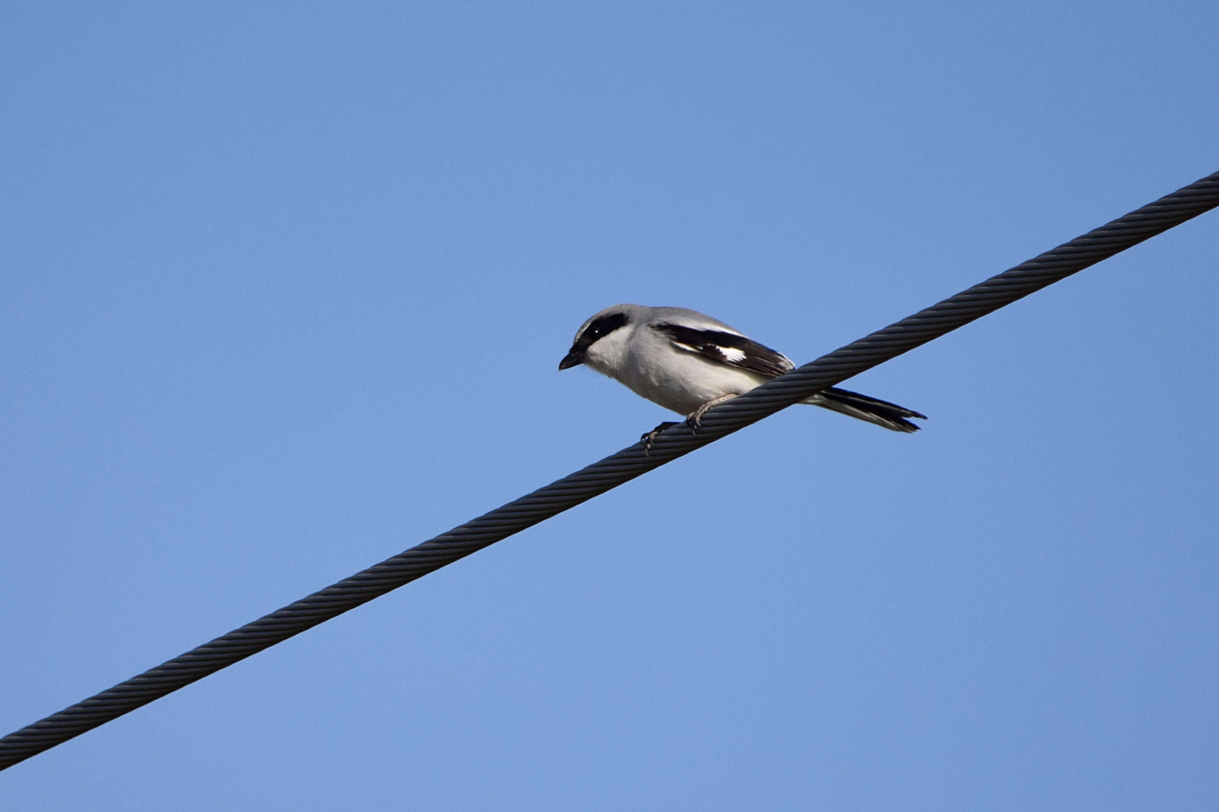 Image of Loggerhead Shrike