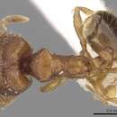 Plancia ëd <i>Pheidole hongkongensis</i> Wheeler