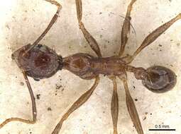 Image of Pheidole impressiceps Mayr 1876