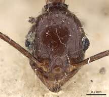 Image of Pheidole impressiceps Mayr 1876