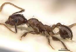 Image of Pheidole impressiceps Mayr 1876