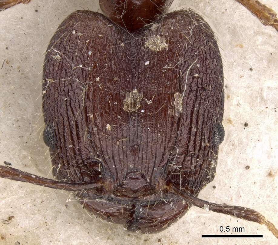 Plancia ëd Pheidole impressiceps Mayr 1876