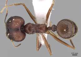 Image of Pheidole longiceps Mayr 1876