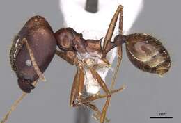 Image of Pheidole longiceps Mayr 1876