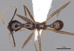 Image of Pheidole longiceps Mayr 1876