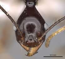 Image of Pheidole longiceps Mayr 1876