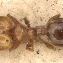 Image of Pheidole ampla Forel 1893