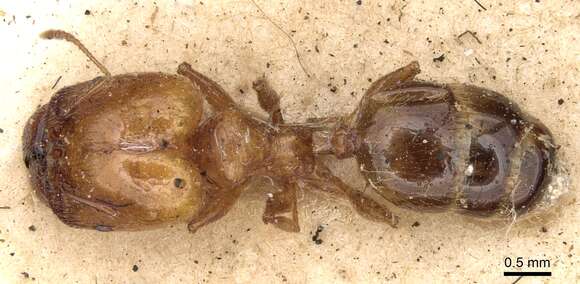 Image of Pheidole ampla Forel 1893